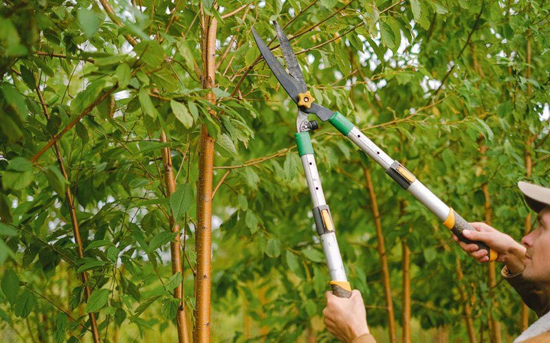 Tree trimming in Orchard, TX