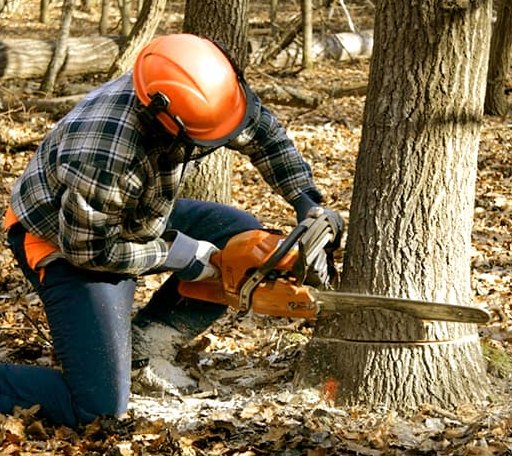 Tree Removal in Orchard, TX